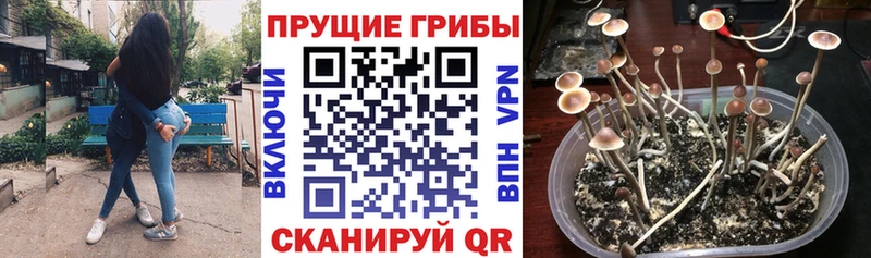 Псилоцибиновые грибы Psilocybine cubensis  hydra вход  Голицыно 